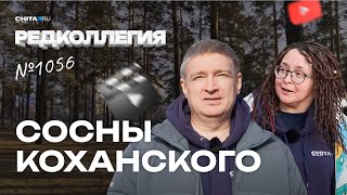 Лес, О Котором Никто Не Заботится — Редакторы «Чита.ру» Снова Вышли Гулять