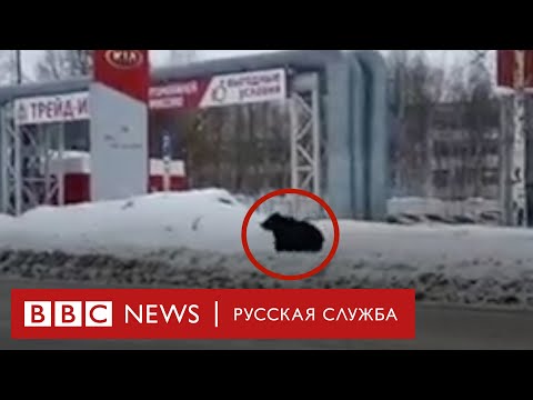 Медведь выбежал на улицы Нижневартовска