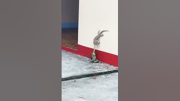 seekor toke berjuang menyelamatkan temannya yang dililit ular namun tidak bisa