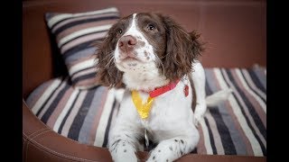Milo - Springer Spaniel Puppy - 3 Weeks Residential Dog Training