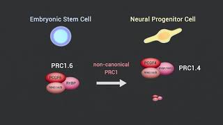 Changes in Polycomb Group Complexes Support Neural Differentiation