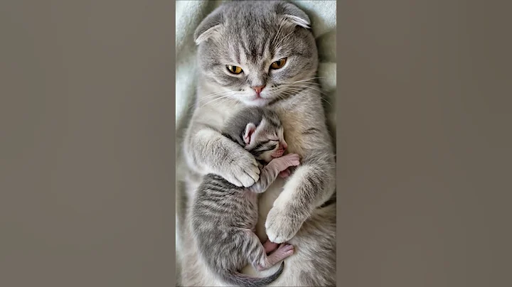 Video 10065511: scottish fold cat kitten, tiny scottish fold kitten, scottish fold sweet cat, kitten gently