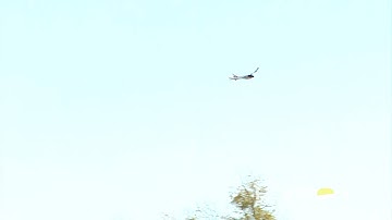 Firebird Stratos (HBZ7700) - The Most Innovative Trainer of the 21st Century