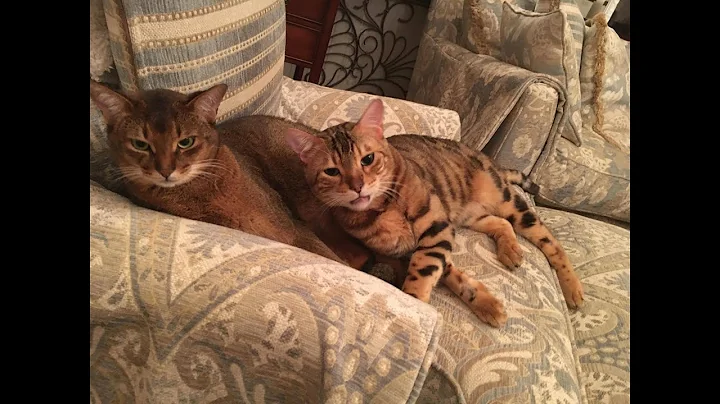 Watch the video about Abyssinian cat and Bengal cat compilation videos/Jazz Rhap