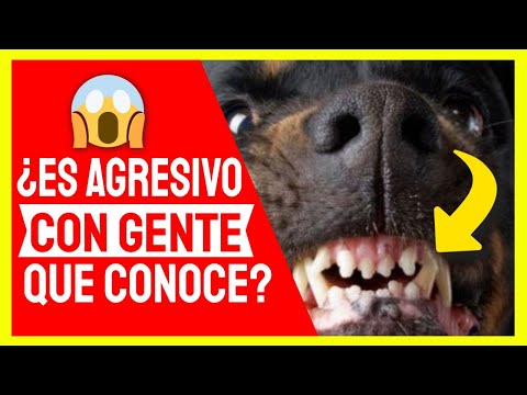 Video: Agresión En Perros Hacia Personas Conocidas