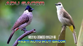 Suara Pikat Paling Ampuh Burung Kutilang Ribut vs Trucukan Ribut  durasi panjang 1 jam