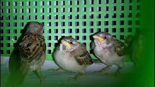 Suara Bayi Burung Pipit | Suara Bayi Burung Pipit | Kicau Bayi Burung Gereja Untuk Makan di Sarang | Suara Burung Gereja