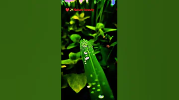 Nature Beauty Videography 