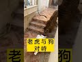 老虎与狗对峙