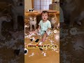 見てるだけで笑顔になりますね#柴犬 #ショート動画 #かわいい
