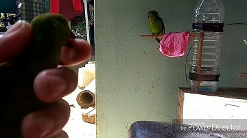 burung serindit parrot bird trap c&r 191219