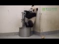 圓仔第一天下班後 Giant Panda Cub Yuan Zai's First Day After Work