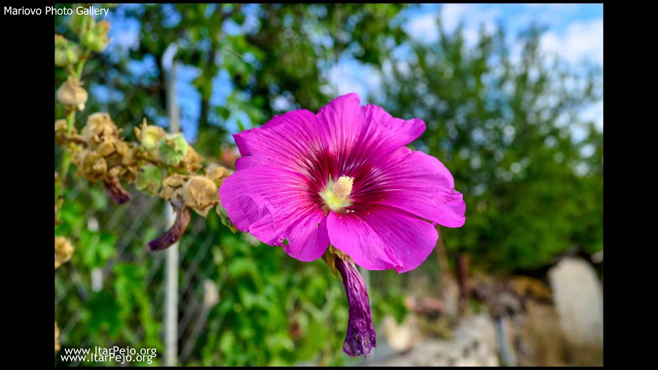 Ajde Slusaj Kales Bre Angjo - Esma Redzepova i Nikola Badev ‎– 1966