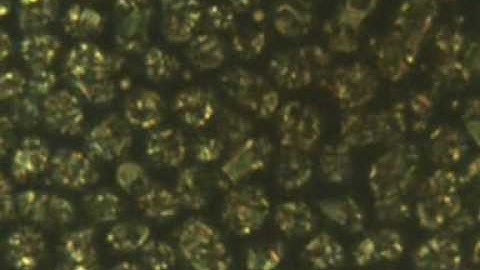 Phase transformation from an isotropic liquid to a chiral nematic liquid crystal