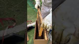 Swarm #4 transfer to another resource hive.