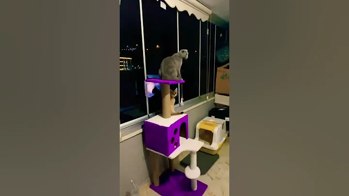 Watch the video about Scottish fold ve British shorthair #shorts