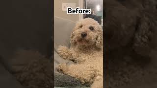 What do you think about this new look?||Tucker The Cavapoo