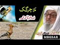 د یو مولا چرگک قصہ مولانا بجلی گھر صاحب د پشتو بیان سلیمان علیہ السلام قصہ   
