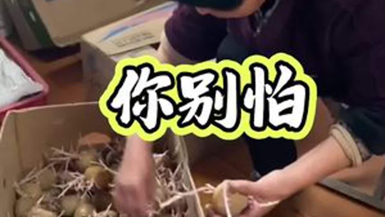 土豆生芽你别怕 种黄瓜拉不下