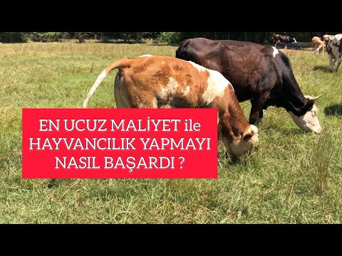 Video: Yapay Beslemeye Nasıl Geçilir