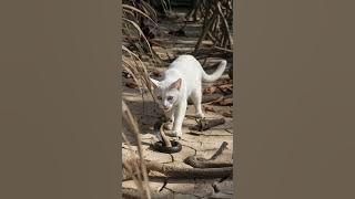 cobra tiada harga diri #cat #funny #cute #animals #snake #kitten #ai #ular #ularcobra #ularkasur