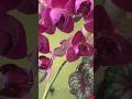 Слон і моська#orchid #plants #garden #фаленопсис #phalaenopsis