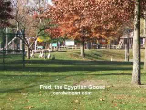 Flying Fred - the Egyptian Goose