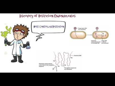 Restriction Endonuclease - Enzymes for cutting DNA - YouTube