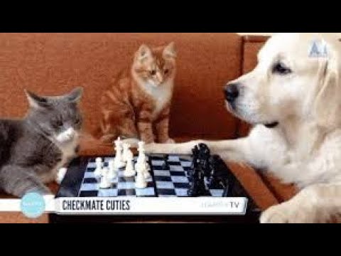 🐶 DPlaying with Animals,اللعب مع الحيوانات😂