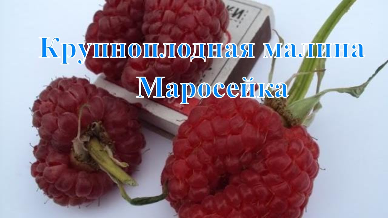 Малина маросейка описание сорта. Сорта малины Маросейка. Двойная малина сорт. Малина двурогая сорт. Малина Маросейка (с2).