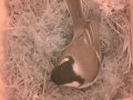 15mincompilation.wmv