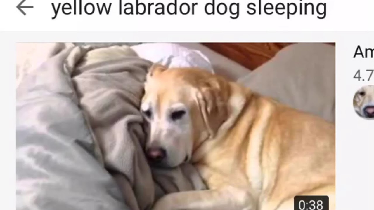 Yellow Labrador Dog Stomach Starving YouTube