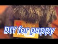DIY for Dogs 🐾 How to Make Something Special for Your Pet #diy #creative #dog #how