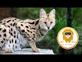 Illithia Servals Silly Side! 3D 180VR