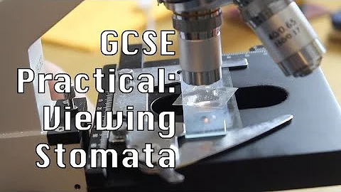 GCSE practical: viewing stomata with a microscope