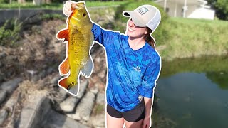 Easiest way to catch Peacock Bass in Miami, Florida!