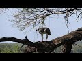 Juvenile Martial Eagle eating its prey near Letaba