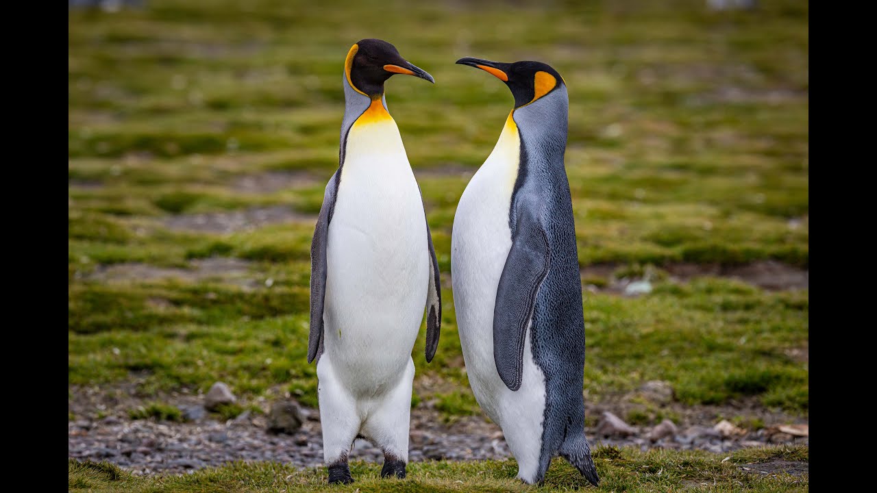 Südgeorgien - die Königspinguine von Salisbury Plain