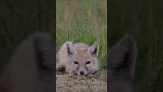 Красивый ты лисёнок.#shorts #fox #happy