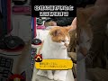 会社に猫がいるってどんな感じ?→「こんな感じ」