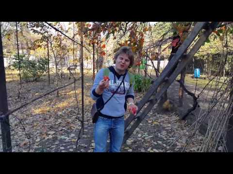 13 ноября Абхазия
