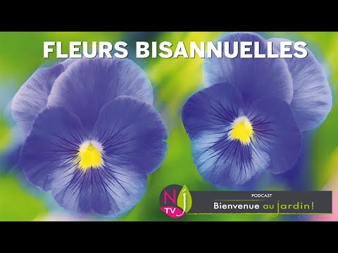 Vidéo: Quelles Fleurs Bisannuelles Peuvent être Plantées En Juin Dans Le Pays