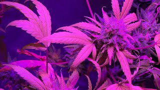 Trimming and manicure cannabis buds