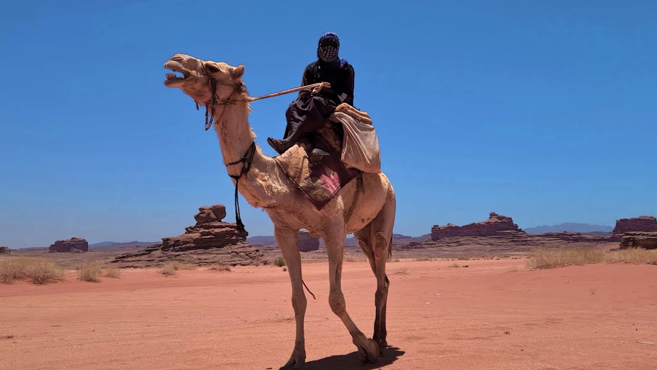 CALLING THE CAMELS