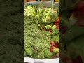 Let’s make some guacamole. Best guacamole in the Universe!!! #viral #fyp #fresh #smallbusiness