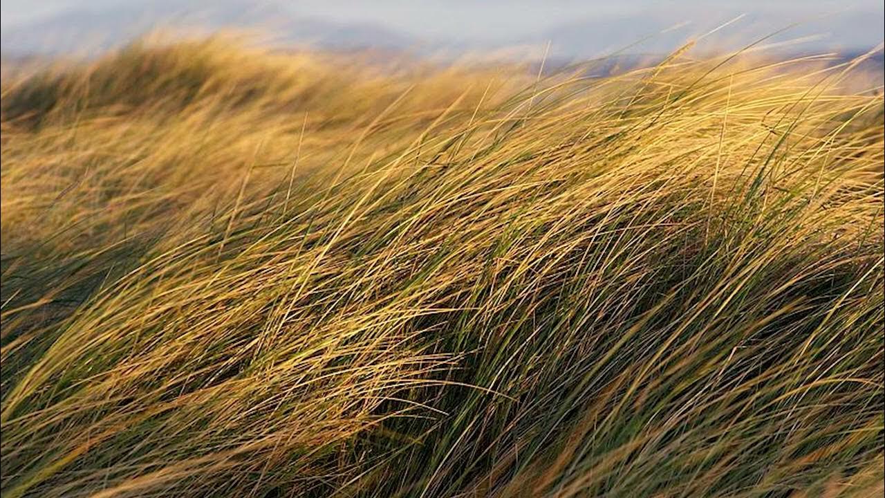 ковыль узколистный. травы ветер ветров. поле ковыль перистый. трава на ветру. трава на ветру.
