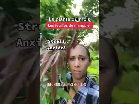 Vidéo: Pourquoi mes feuilles de manguier tombent-elles ?