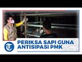 Antisipasi PMK, Dinas Ketahanan Pangan dan Pertanian Kota Tarakan Periksa Sapi Sebelum Dipotong