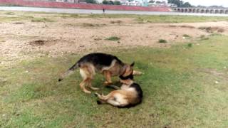 german shepherd dog price in bilaspur