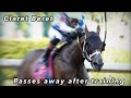 Claret Beret- The thoroughbred who suddenly died after a routine breeze at Palm Meadows. 